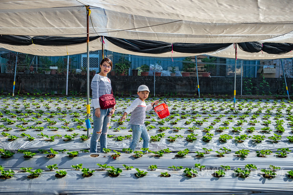 【台南景點】草莓園的開心農場，台南市區體驗一日草莓農夫：台南開心有機農場