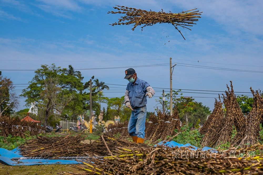 【台南人物誌】你沒看過的黑芝麻採收過程，台南黑色經濟農業奇蹟~