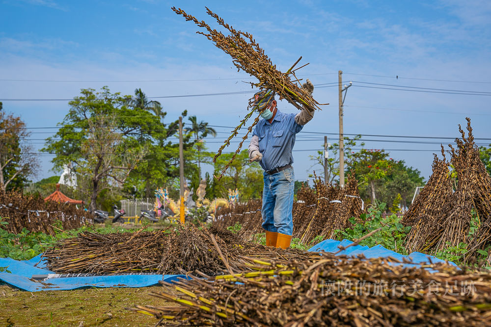 【台南人物誌】你沒看過的黑芝麻採收過程，台南黑色經濟農業奇蹟~
