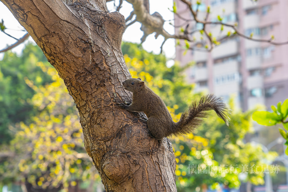 【台南景點】台南城市小旅行，來找尋台南最大的鴿子樹：台南文化中心