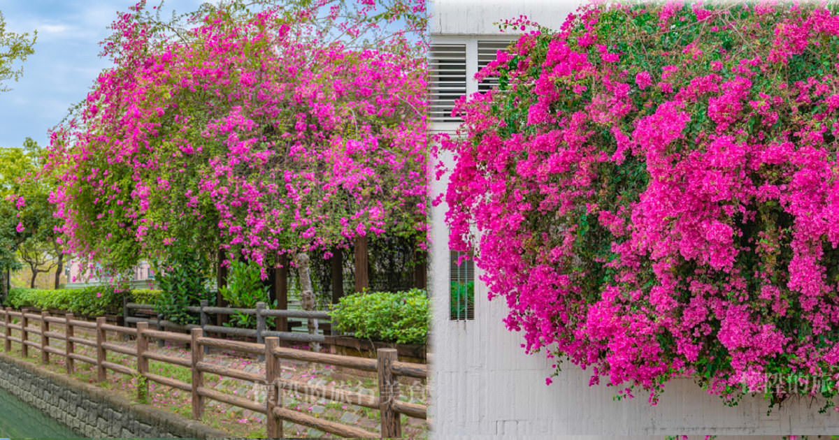 【台南景點】來台南製造浪漫吧，今年春天最美的粉色系花海在這兩處~