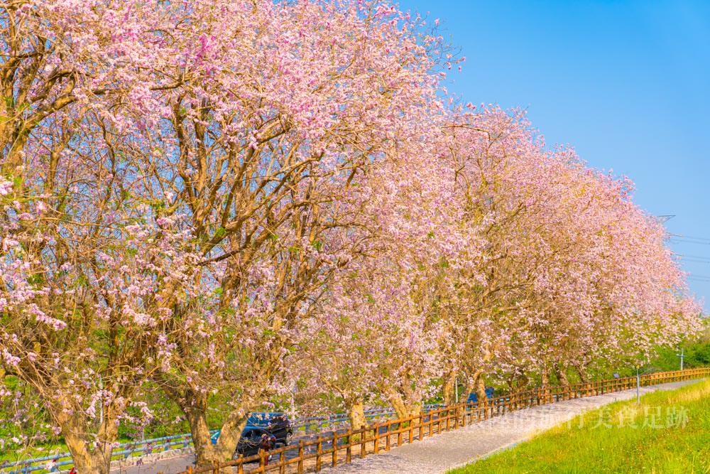 【台南景點】台南最美櫻花香榭大道，這片刻的浪漫只想與妳共度~
