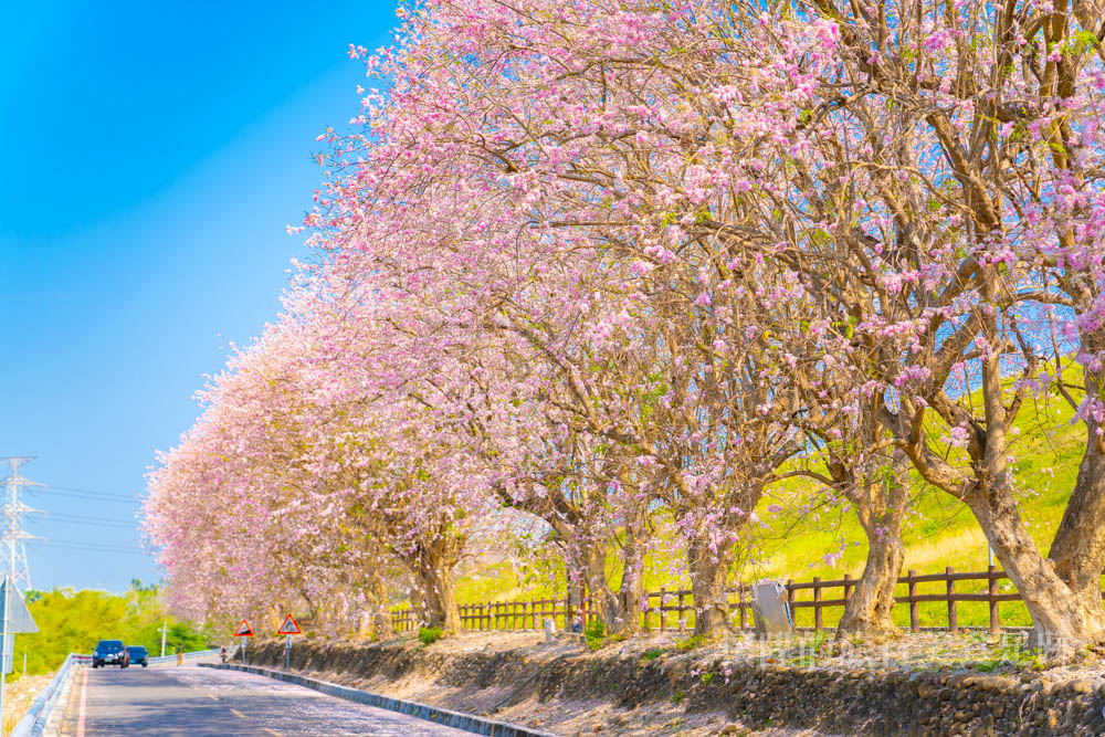 【台南賞花】台南落下三月粉色花雨！這三個台南景點你必須拍上一波~