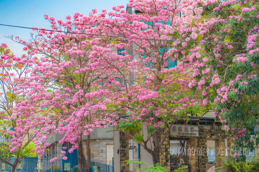 【台南景點】台南的浪漫粉色系，竹溪河畔旁的期間限定風景