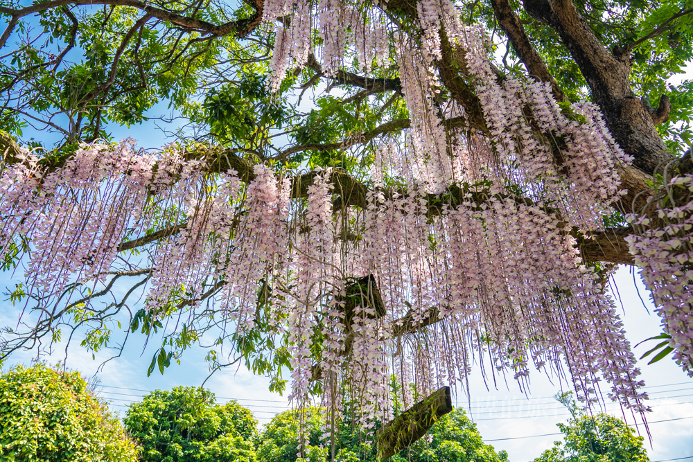 【台南景點】白河粉色系石斛蘭蝴蝶瀑布，坐落在村莊裡的私密景點