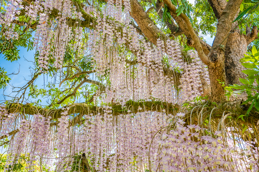 【台南景點】白河粉色系石斛蘭蝴蝶瀑布，坐落在村莊裡的私密景點