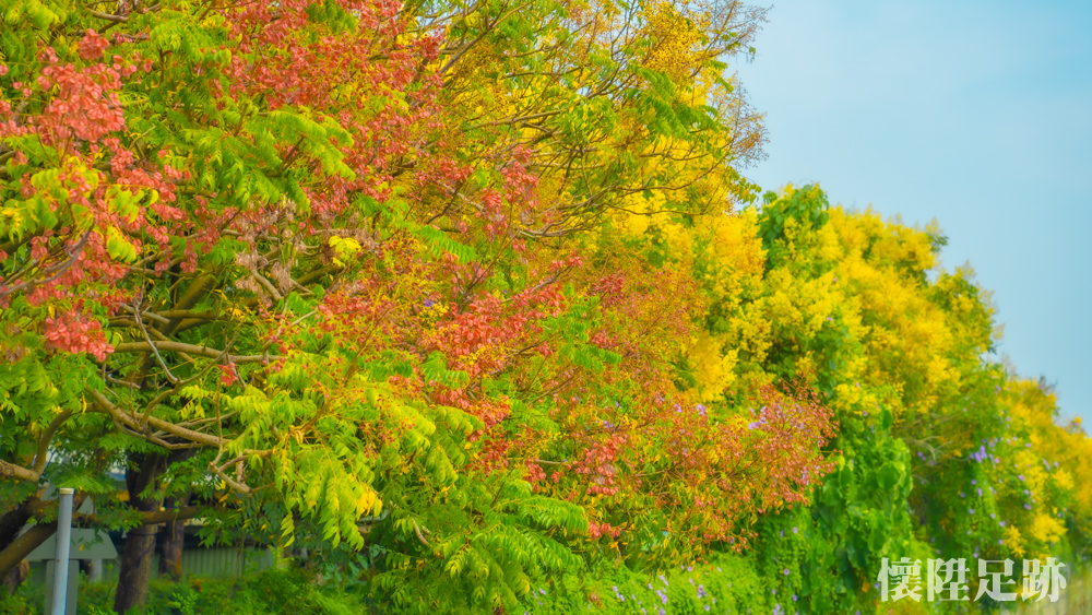 【台南景點】秋季限定絕美欒樹龍貓步道，黃綠紅交替的山海圳美景