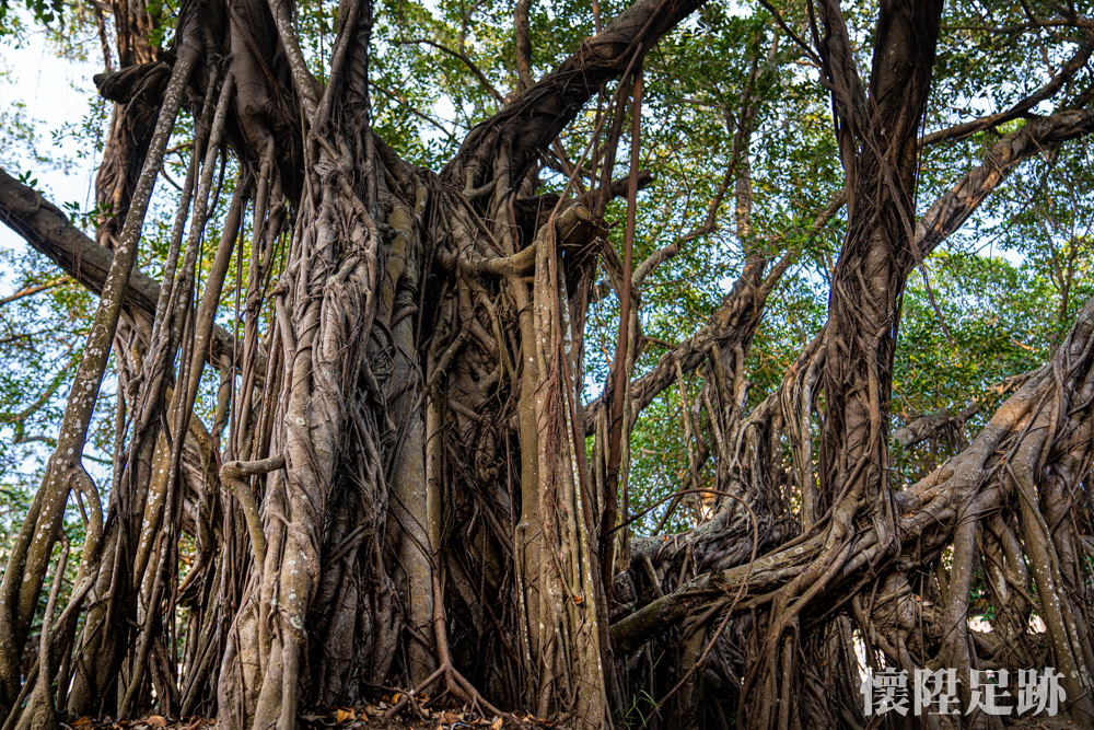 【台南景點】台南另類奇觀景點！一棵樹成就占地「三千坪」的公園：十二佃神榕