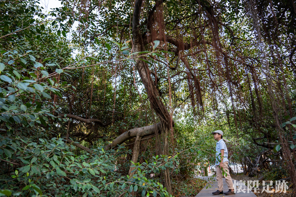 【台南景點】台南另類奇觀景點！一棵樹成就占地「三千坪」的公園：十二佃神榕