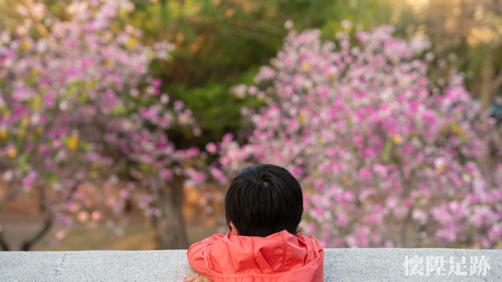 【台南賞花】台南落下三月粉色花雨！這三個台南景點你必須拍上一波~