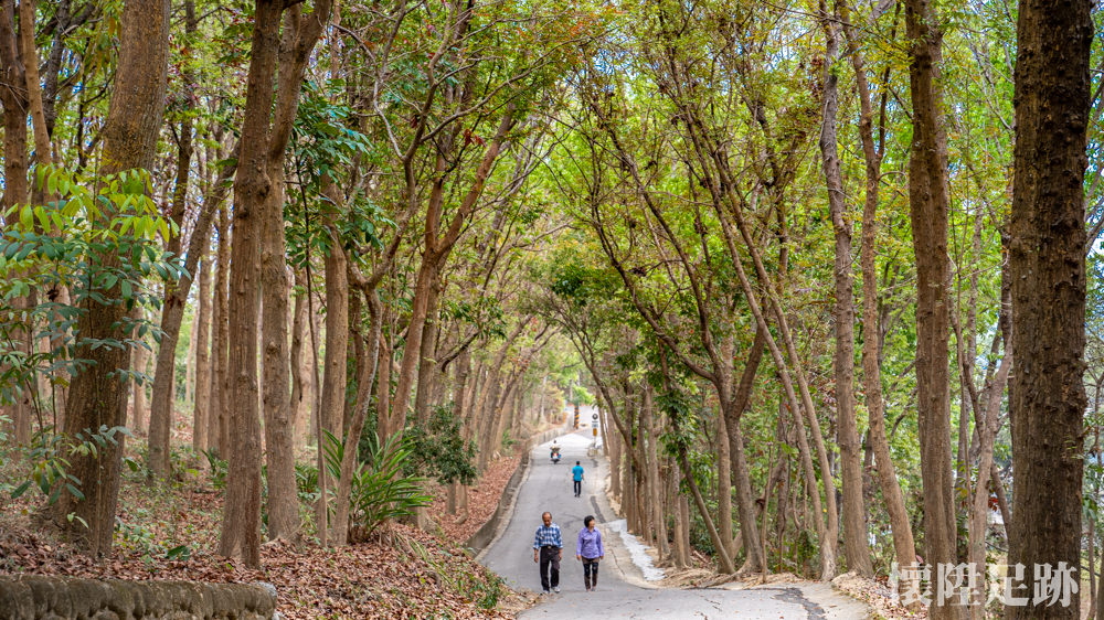 【台南景點】台南最接近龍貓的森林秘境步道！芬多精來這裡可以一次補足：川文山森林生態保育農場