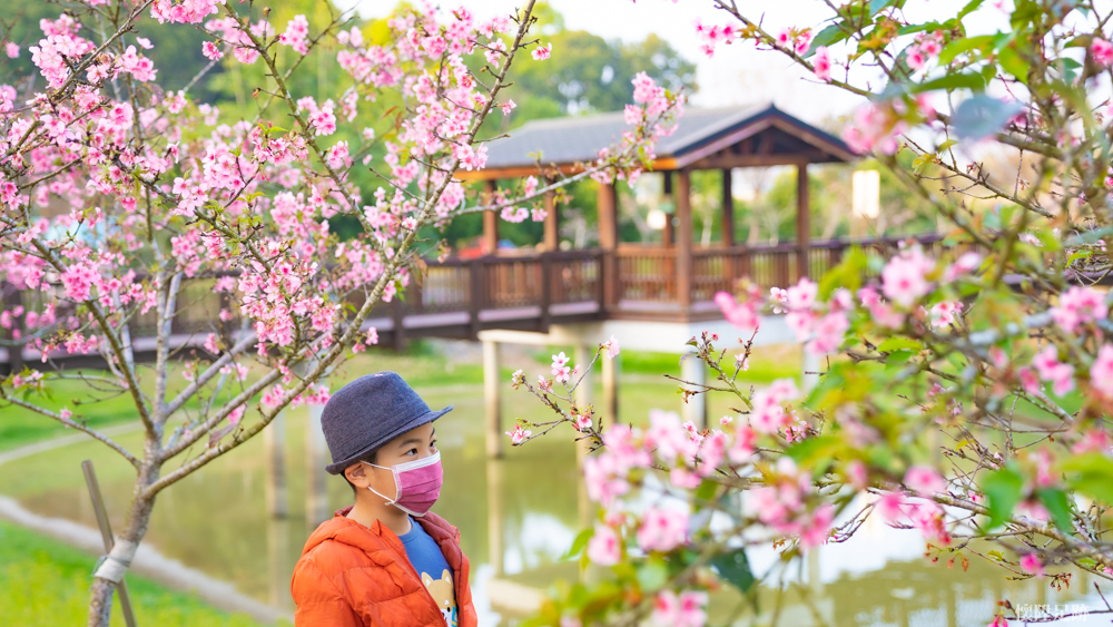 櫻花開了！到台南山上花園水道博物館「淨水池區」看美麗粉紅櫻花綻放,台南,山上區,博物館,櫻花-1