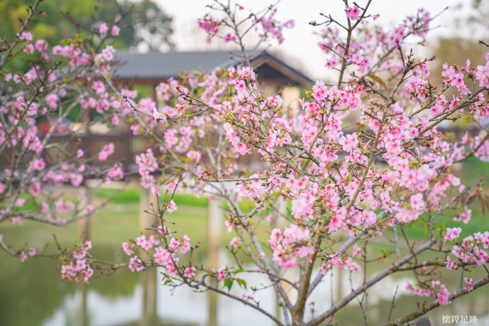 【台南賞花】台南櫻花開了！台南人的賞櫻私房景點，一起散步去吧：台南水道博物館「淨水池區」
